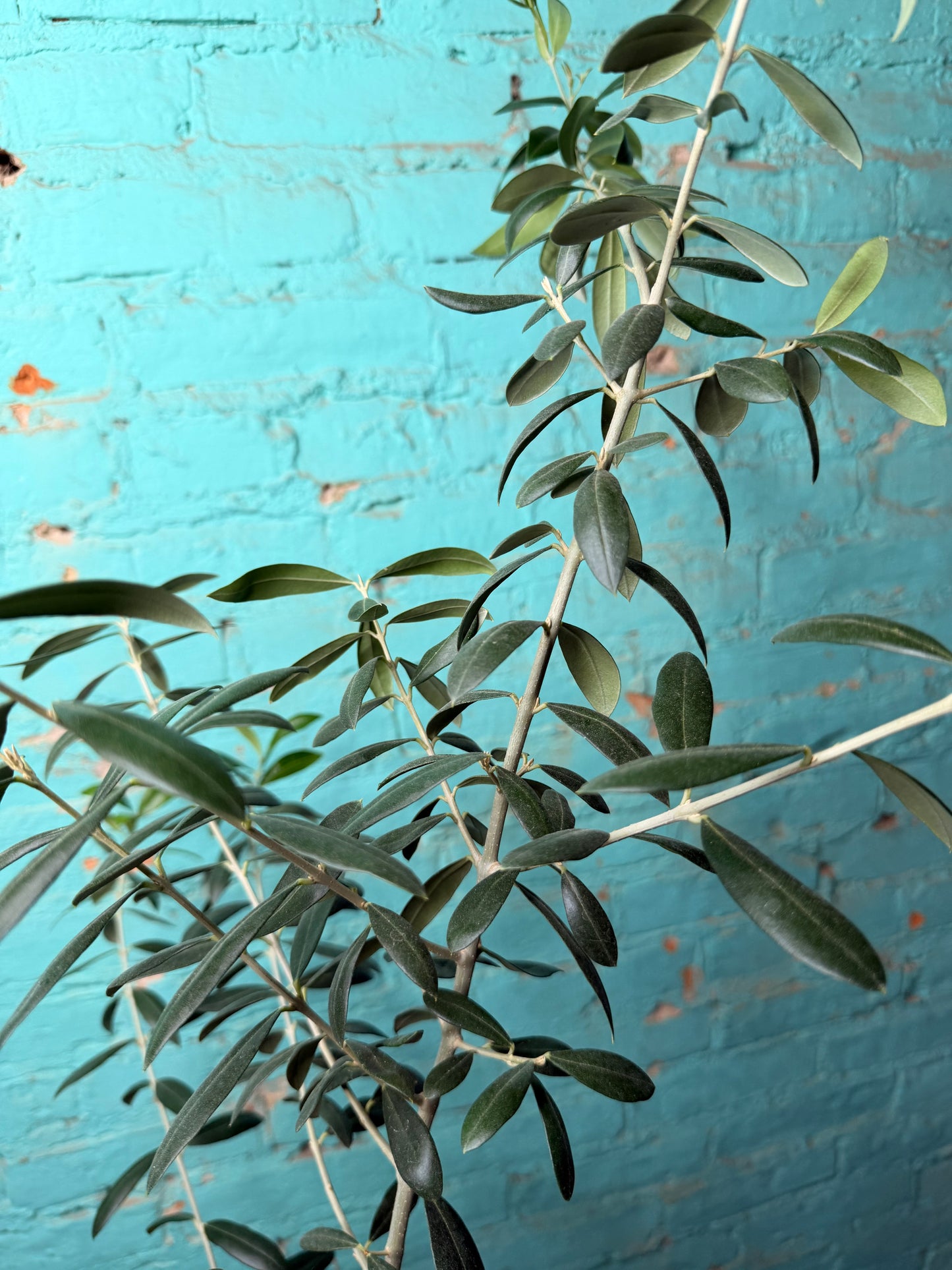 European Olive Tree 8”