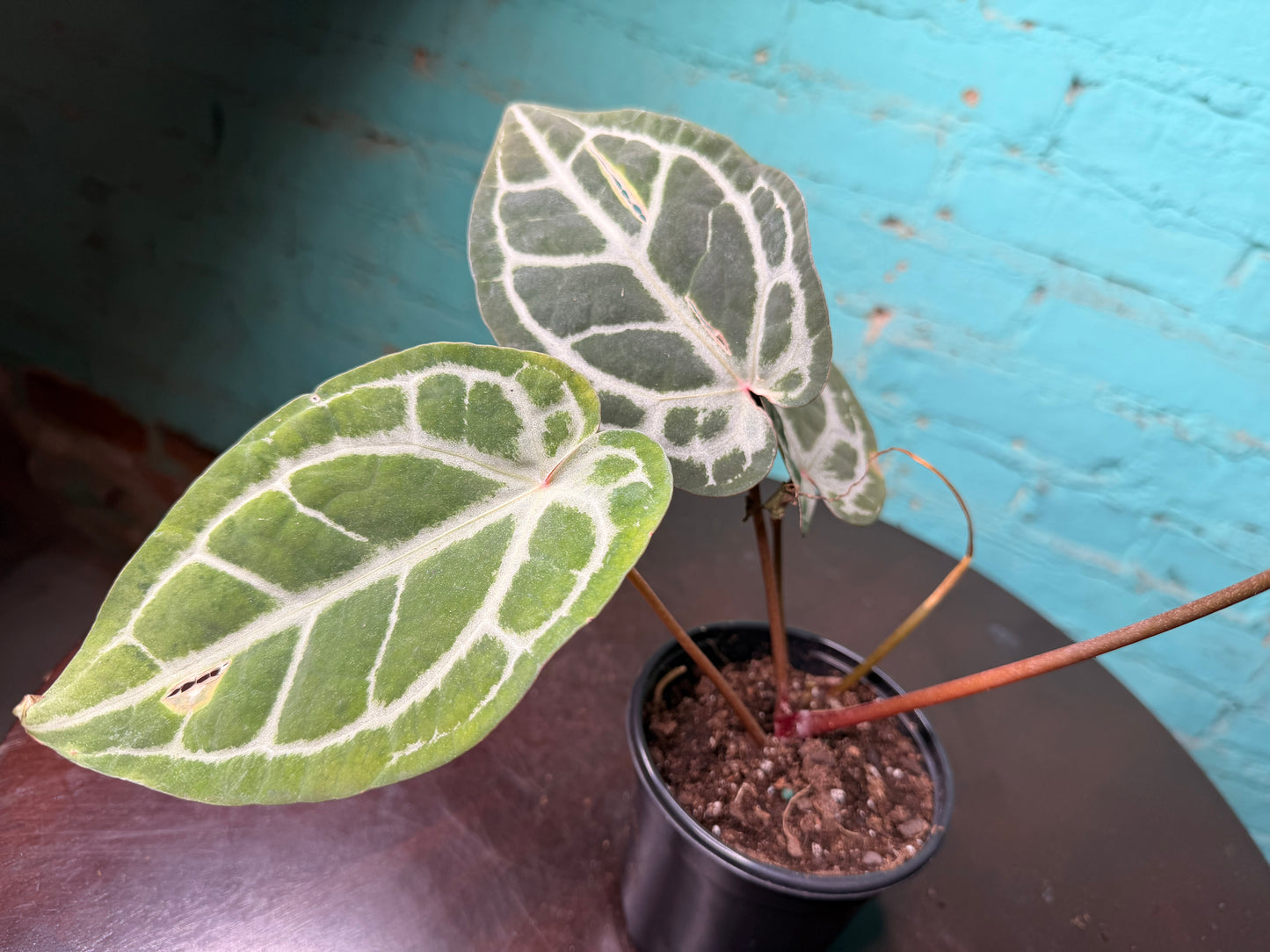 Anthurium Michelle x RVDF 4”