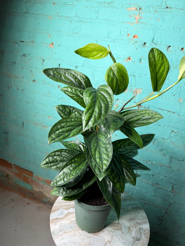 Monstera Peru-Monstera karstenianum 6” Totem