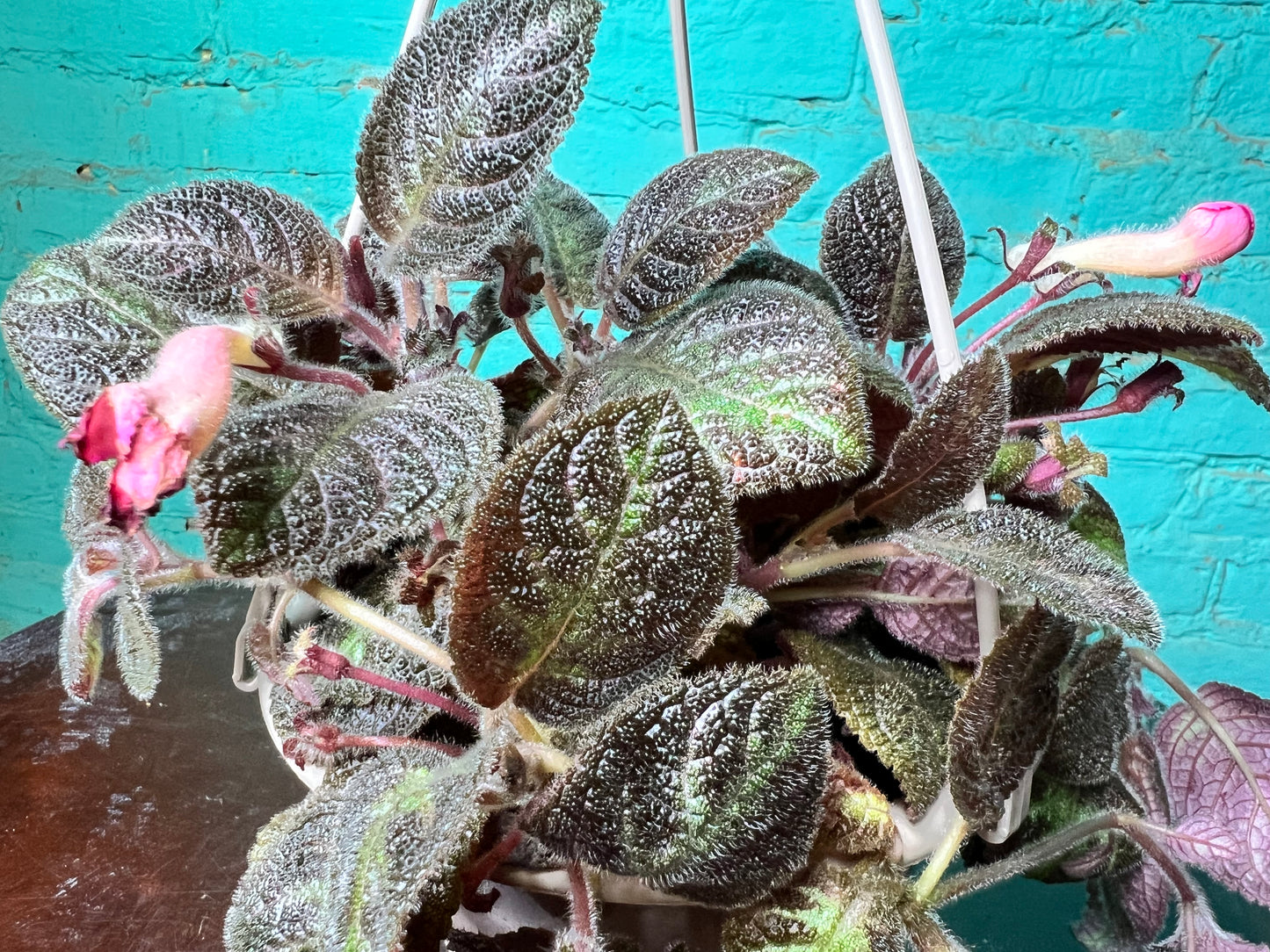 Episcia Hybrid Flame Violet 6”