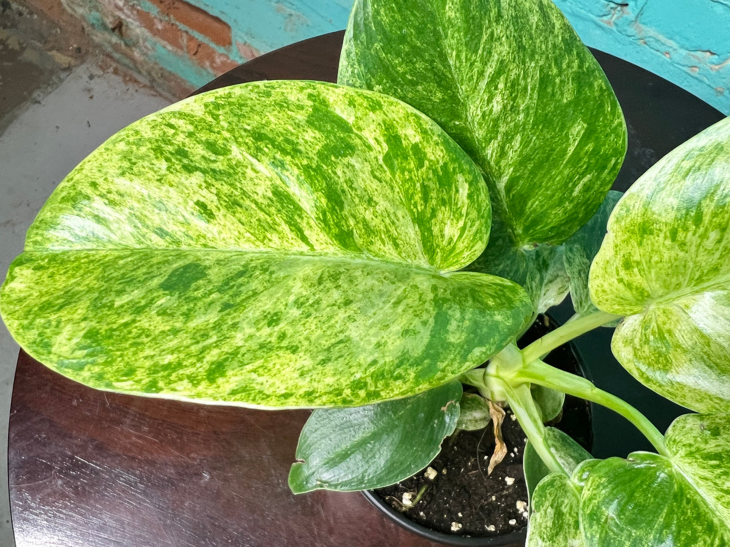 Philodendron Blizzard 4”