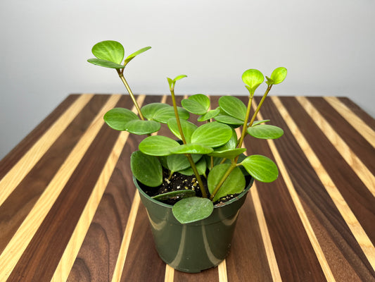 Peperomia Hope