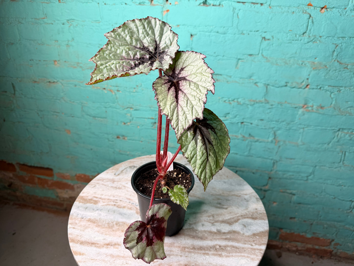 Begonia T-Rex ‘First Blush’