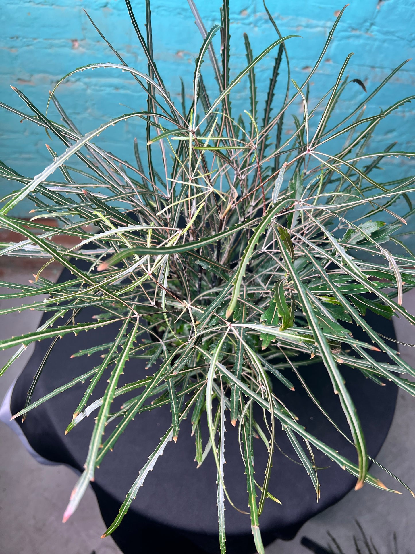 Aralia Elegantissima 6”