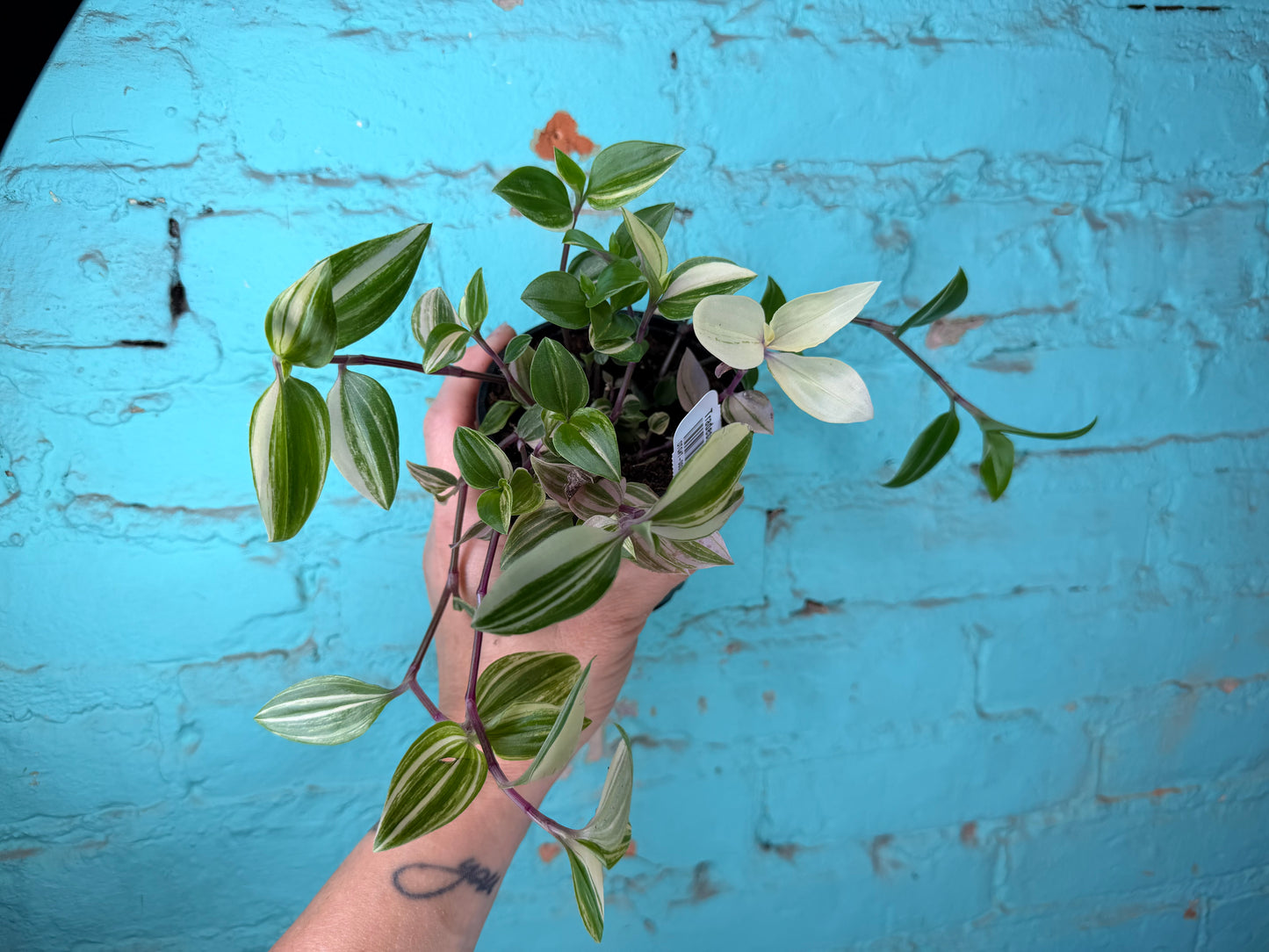 Tradescantia F Tricolor