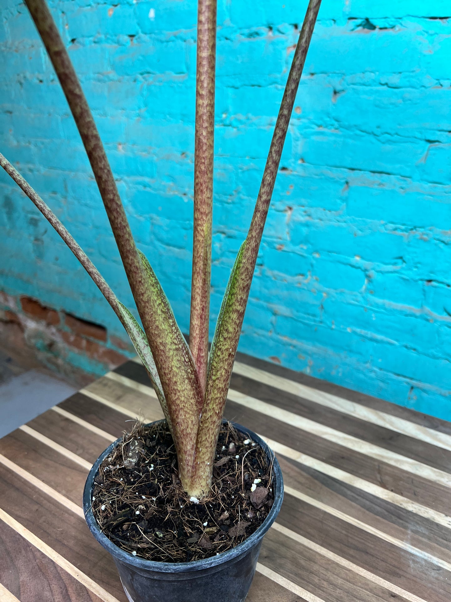 Alocasia-Golden Dragon 6”