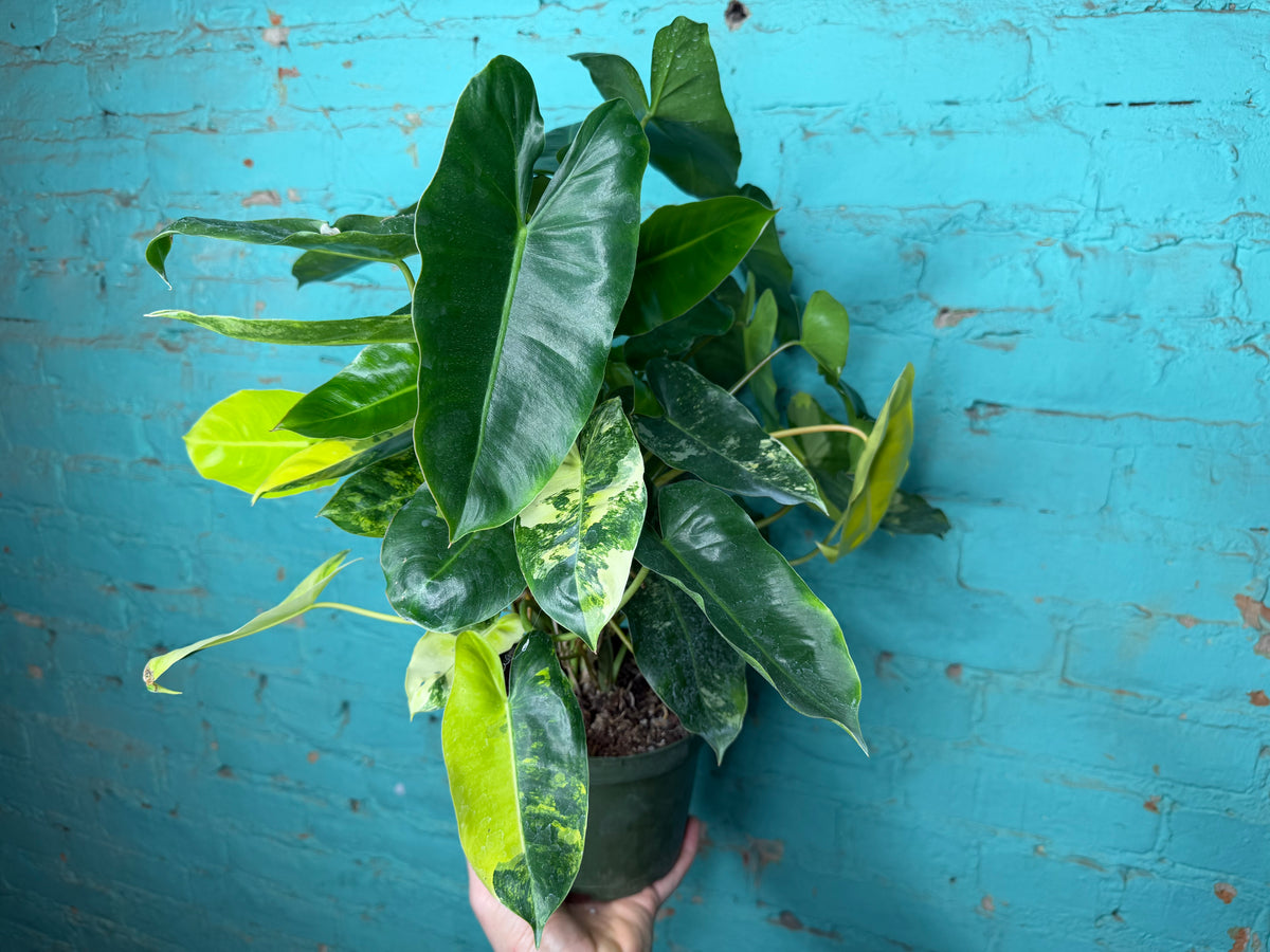 Philodendron Burle Marx Variegated 6”