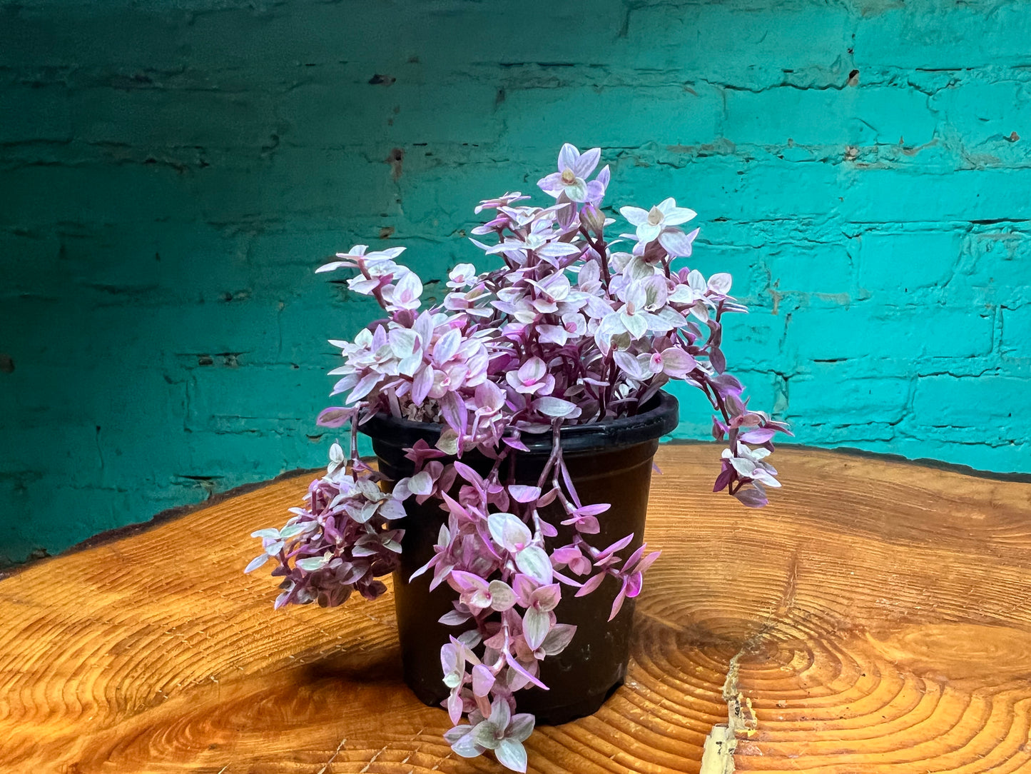 Pink Panther Bolivian Jew- Callisia