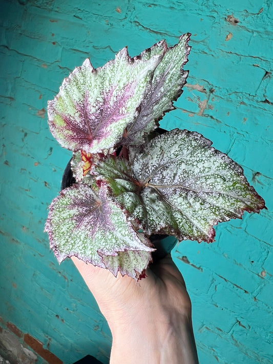Begonia Rex “ShadowKing Rose Frost”