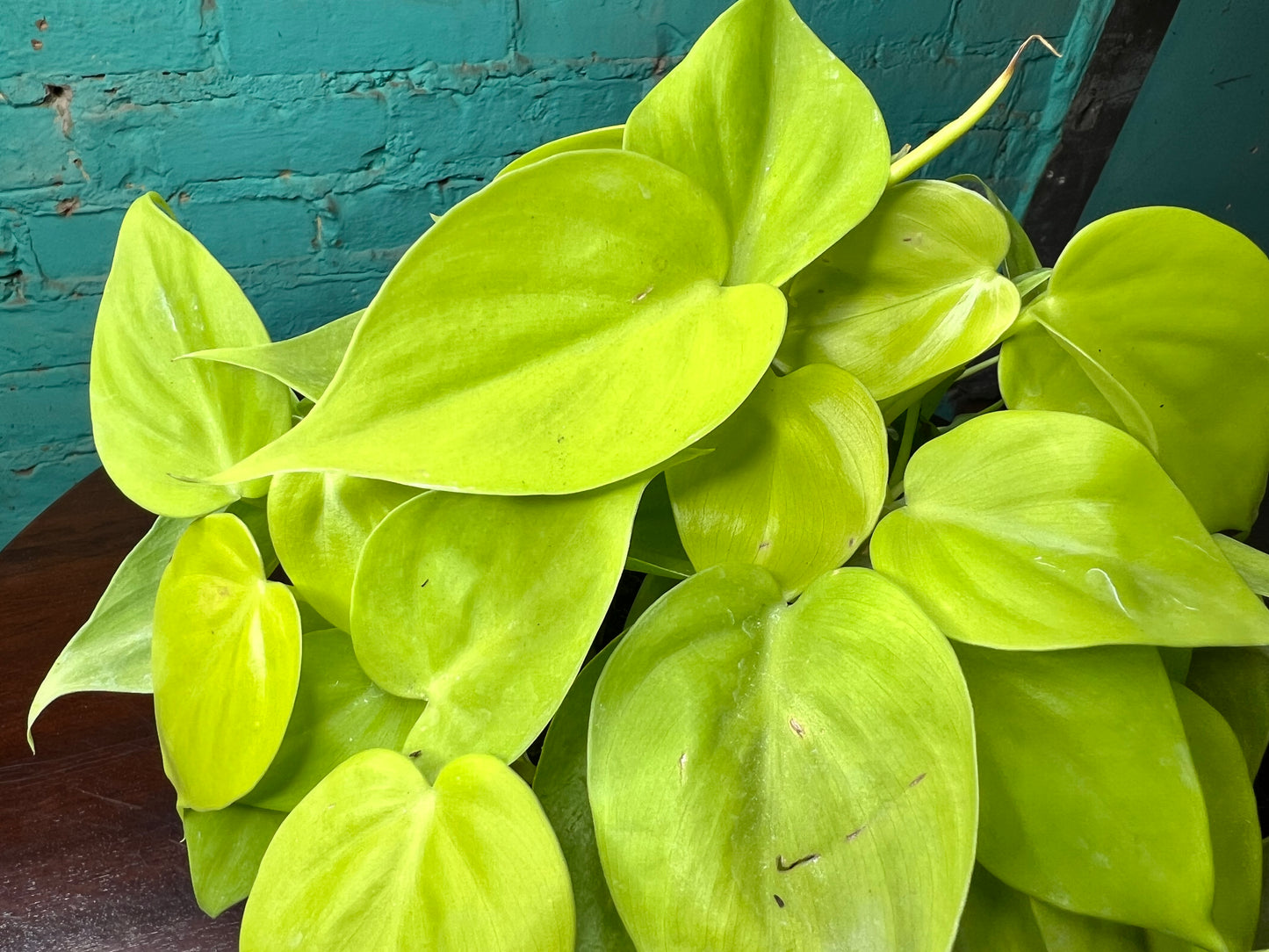 Philodendron Neon Heart Leaf 6”
