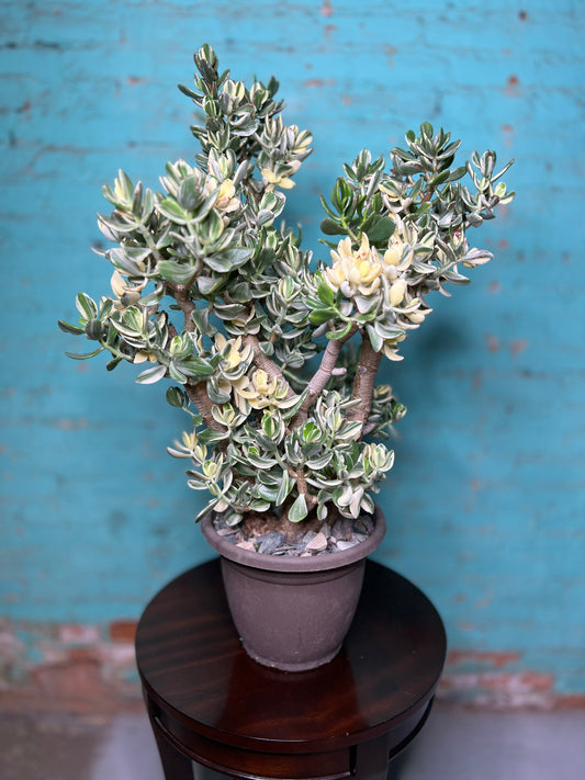 Jade Variegated 10”