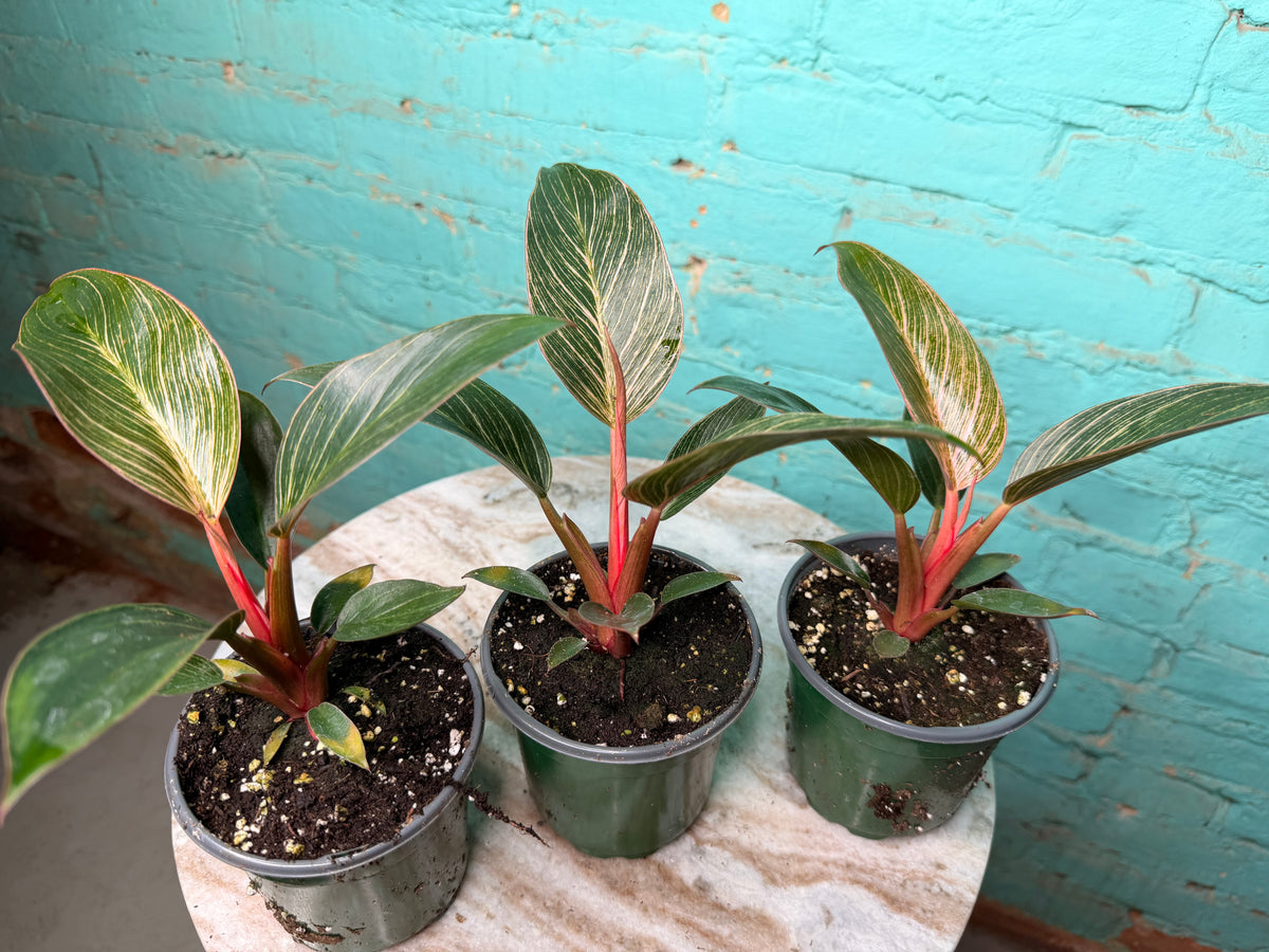 Philodendron Birkin Pink 4” high color