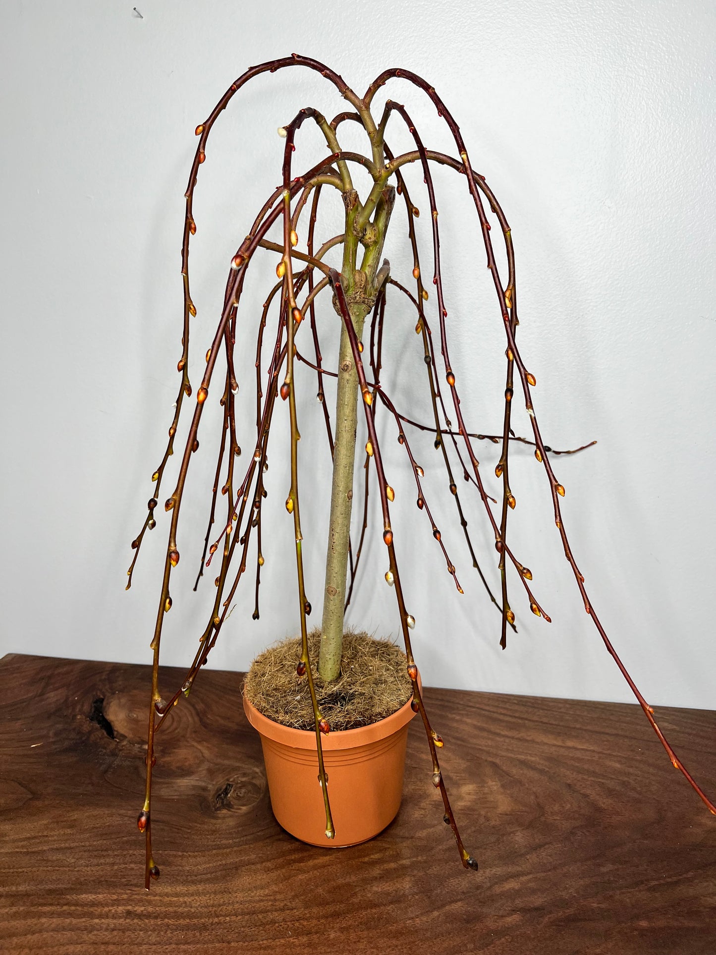 Weeping Pussy Willow