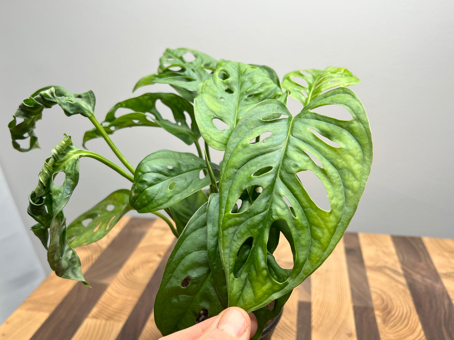 Philodendron Swiss Cheese- Wide form