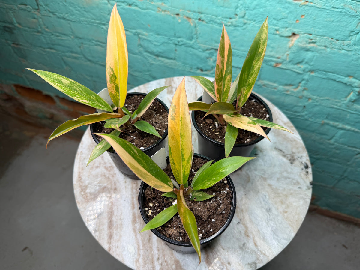 Philodendron Carmel Marble 4”