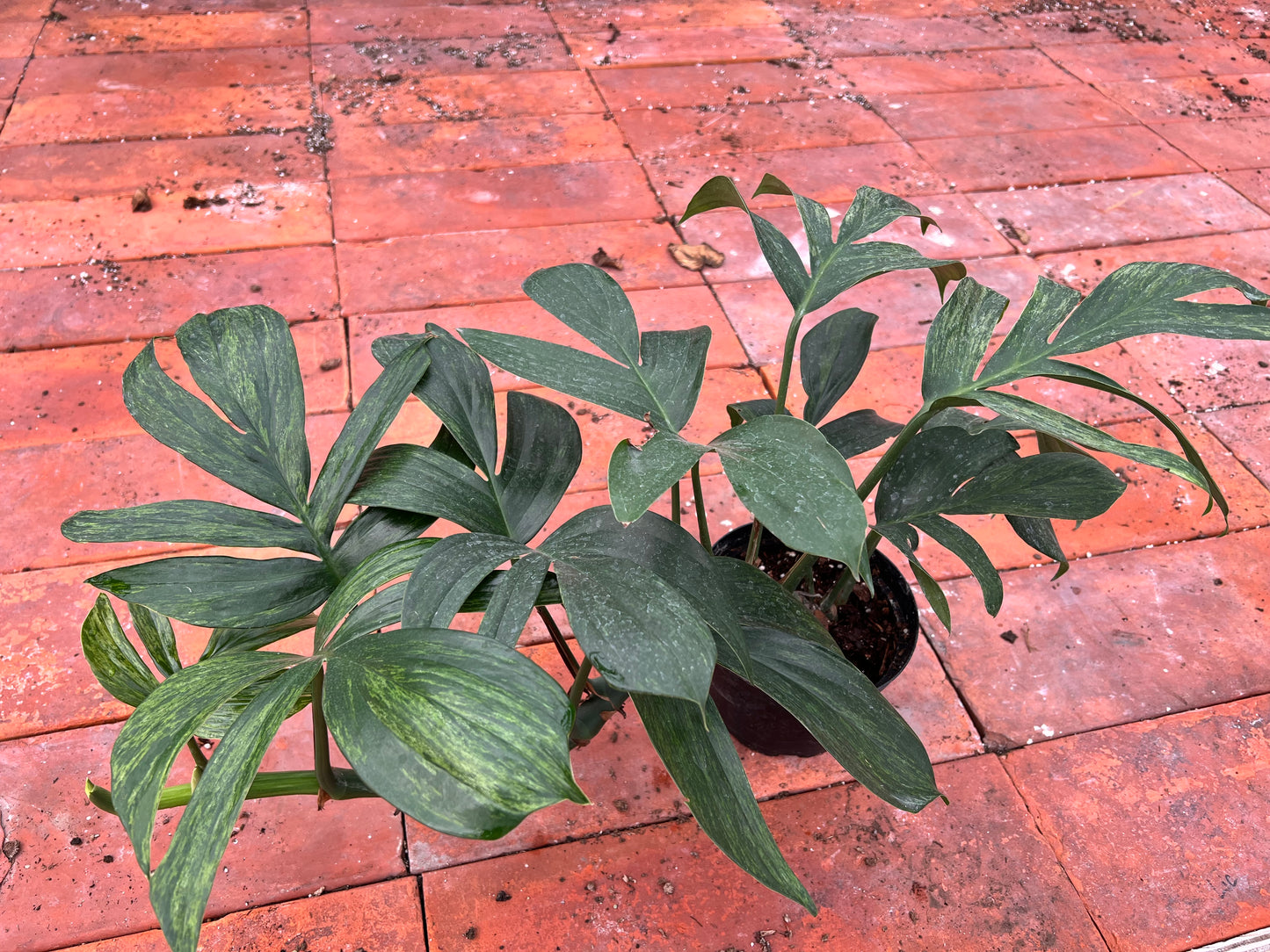 Monstera Decursiva Variegated 6” “Dragon Tail”