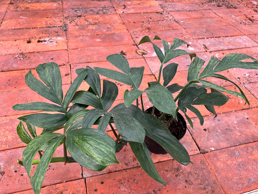 Monstera Decursiva Variegated 6” “Dragon Tail”