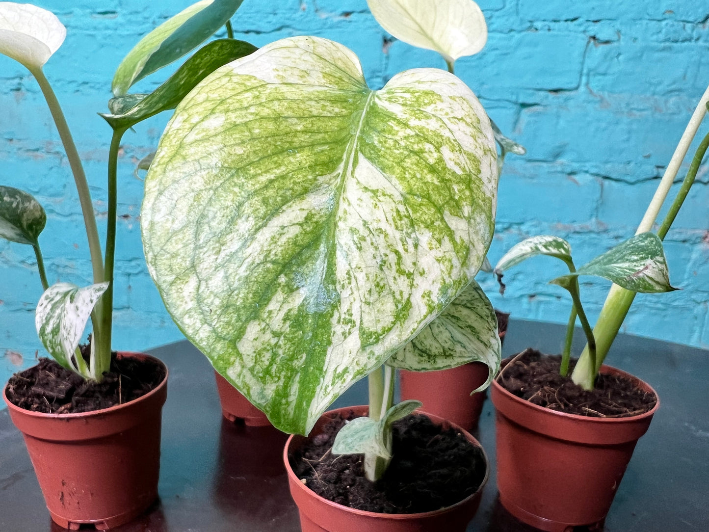 Monstera White Monster 3” (sold separately)