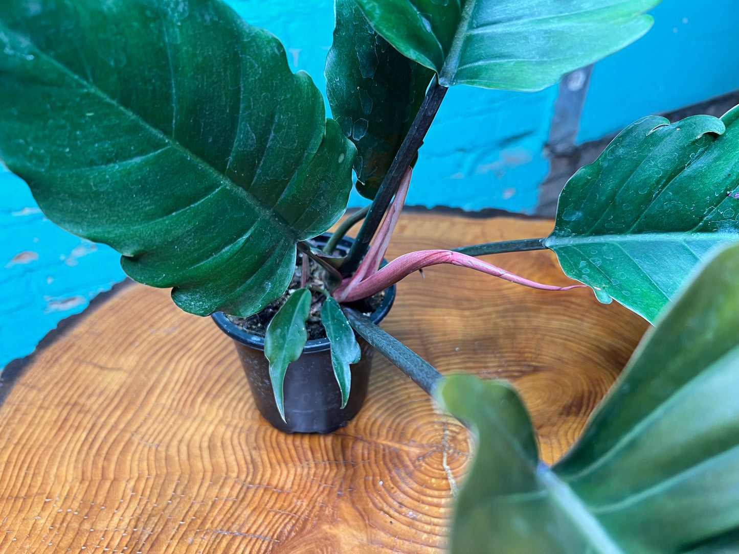 Philodendron Choco Empress 4”