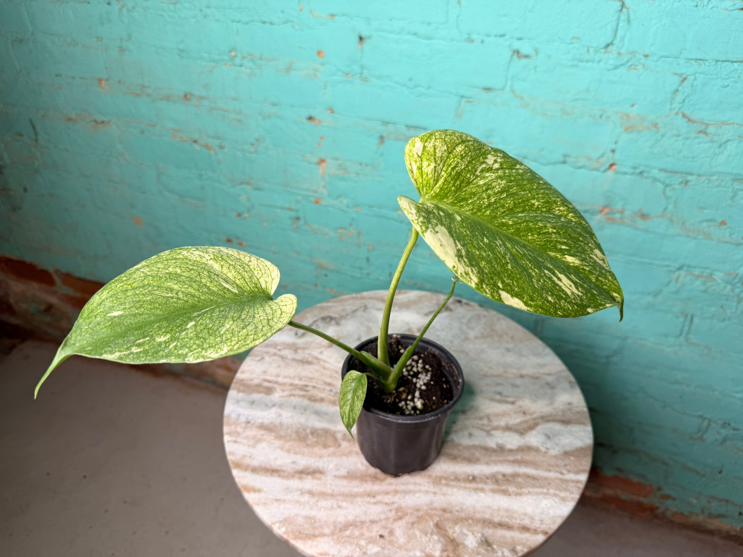 Monstera Deliciosa Mint 4”