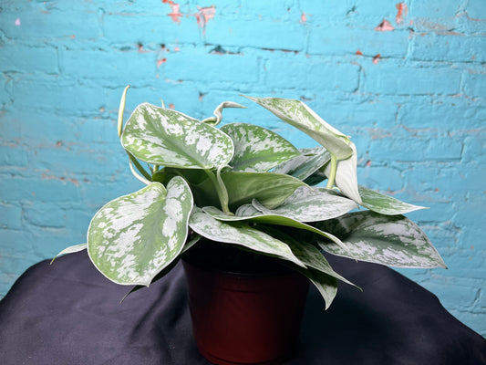 Scindapsus Pictus (Satin Pothos) 6”