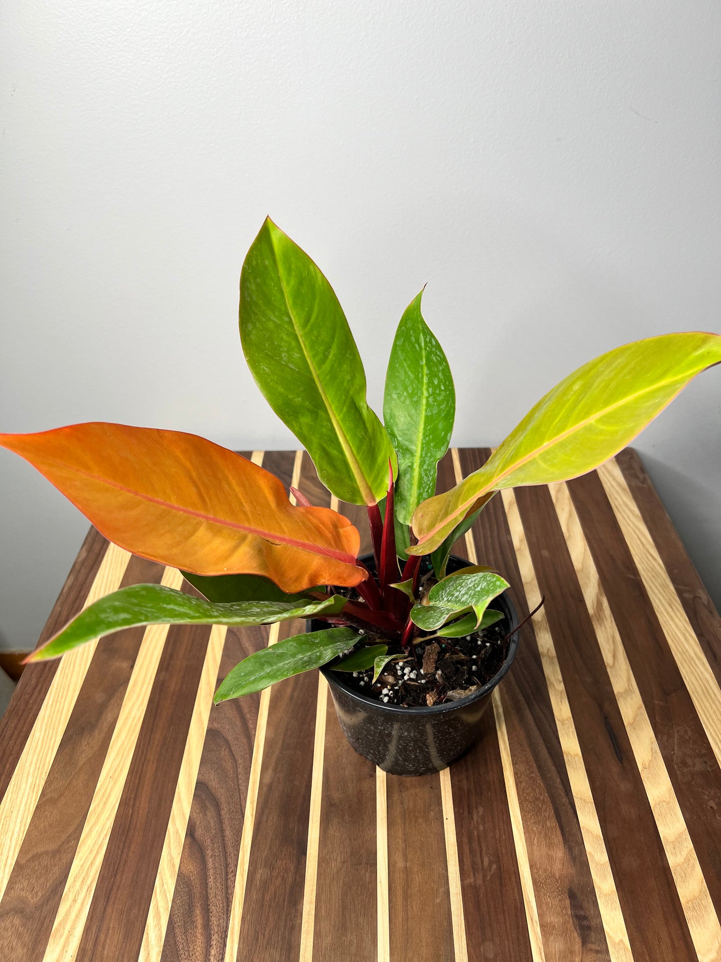 Philodendron Prince Of Orange 6”