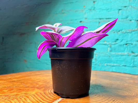 Tradescantia nanouk-Bubble gum