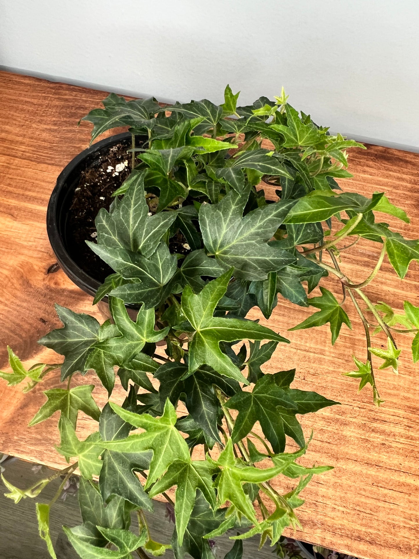 Swedish Ivy 4”
