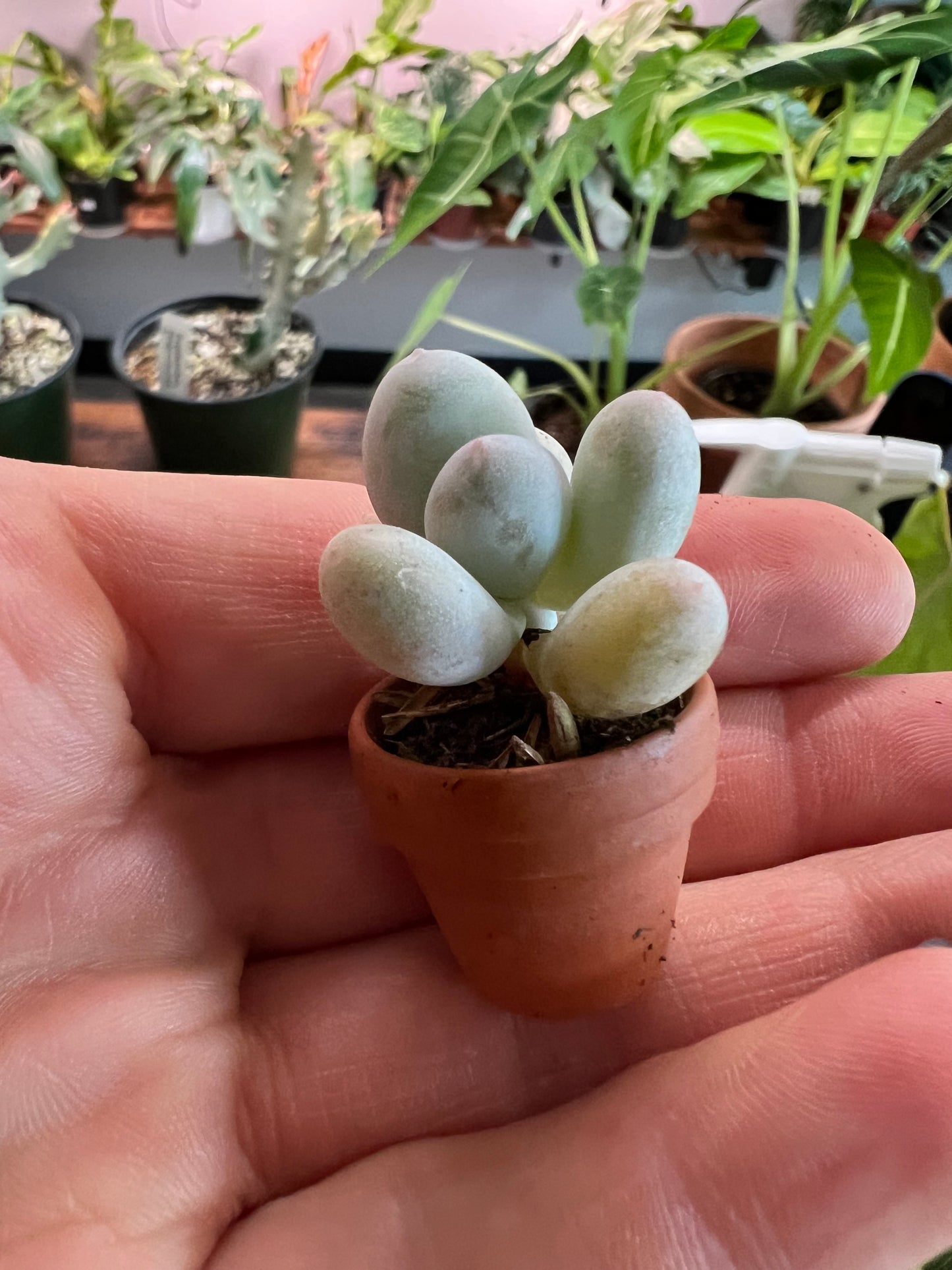 Succulent Thimble clay