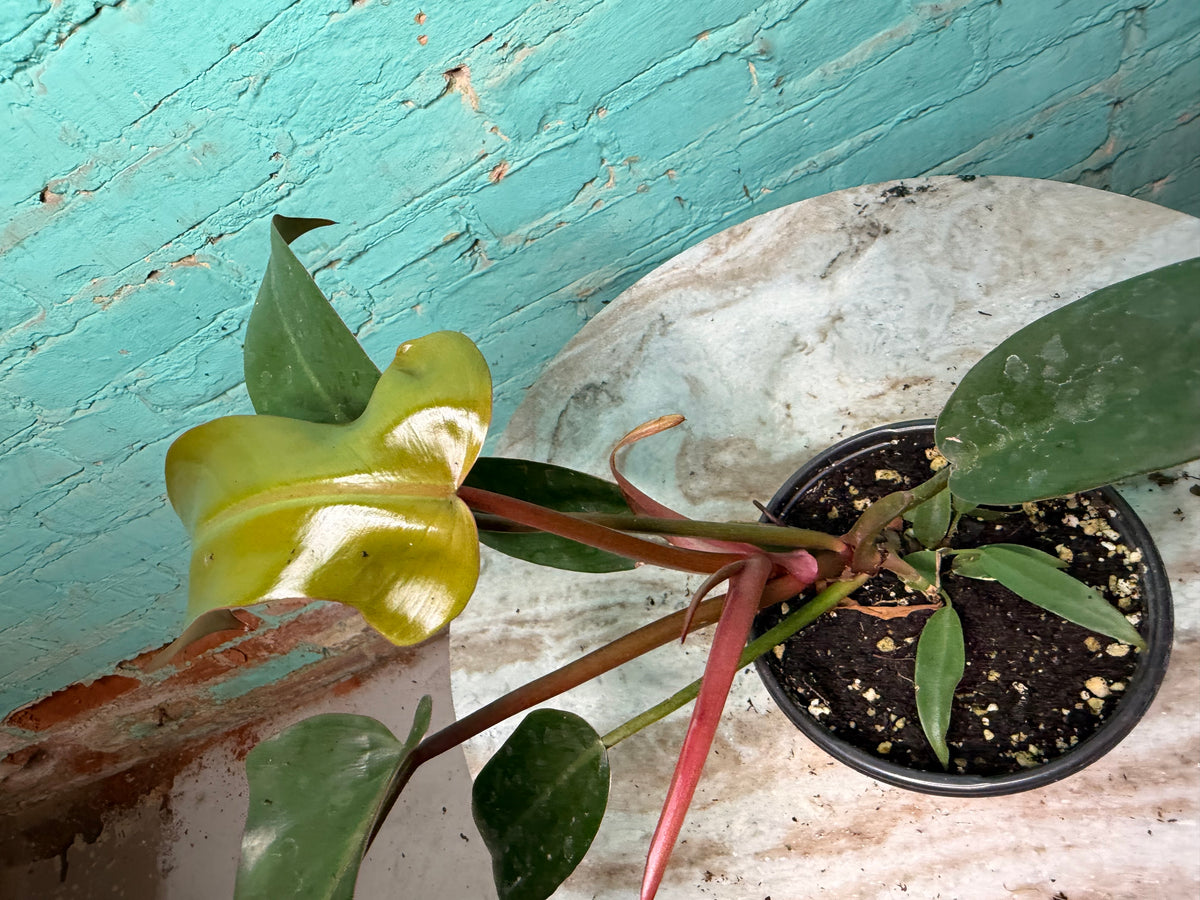 Philodendron Sayaka 4”