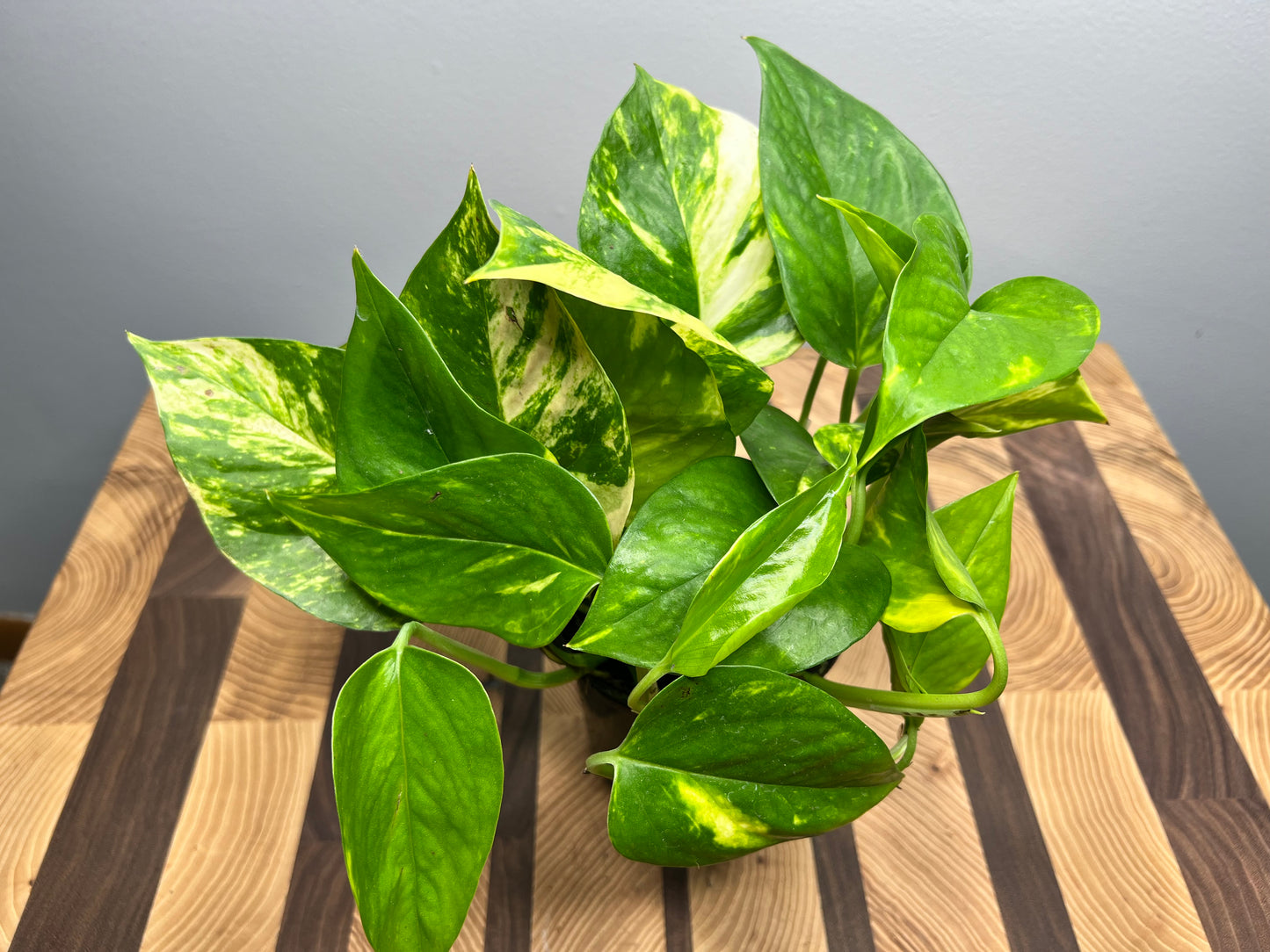 Golden Pothos