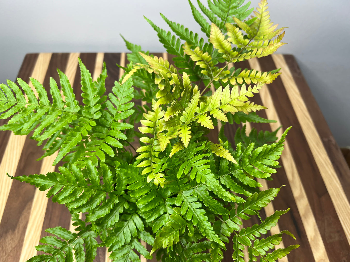 Autumn fern 4”