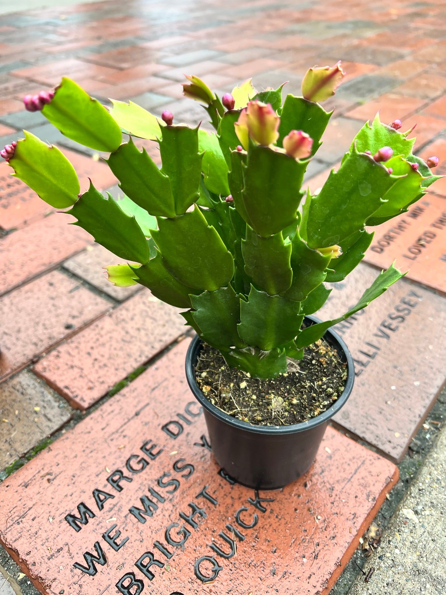 Thanksgiving Cactus 4”