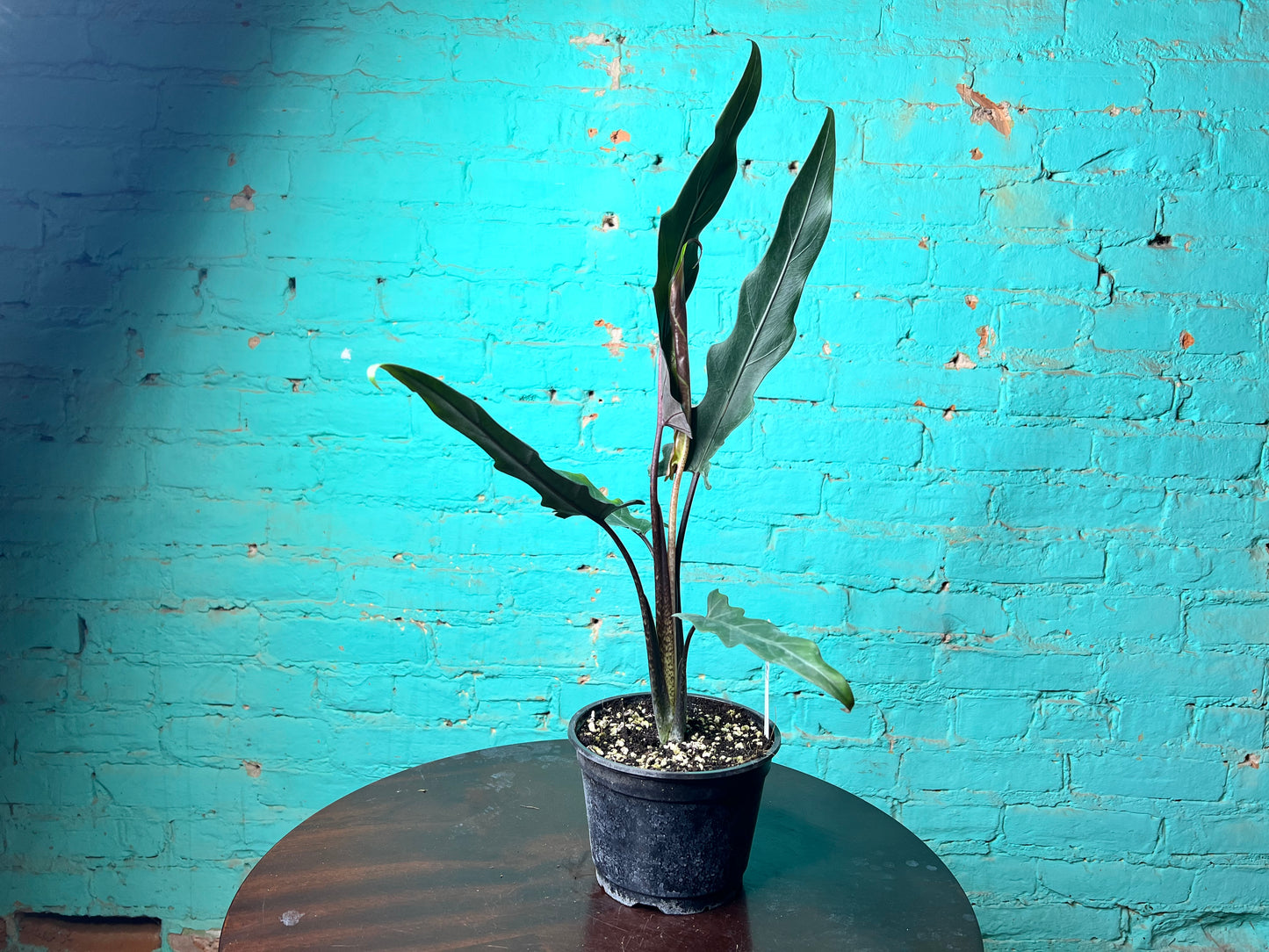 Alocasia Lauterbachiana 6” (Sword Tree)