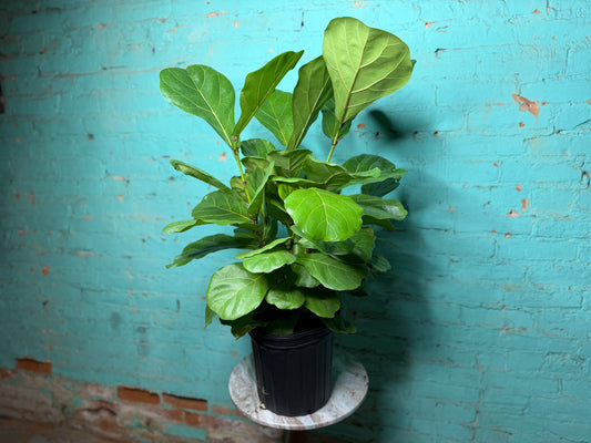 Fiddle fig 8”