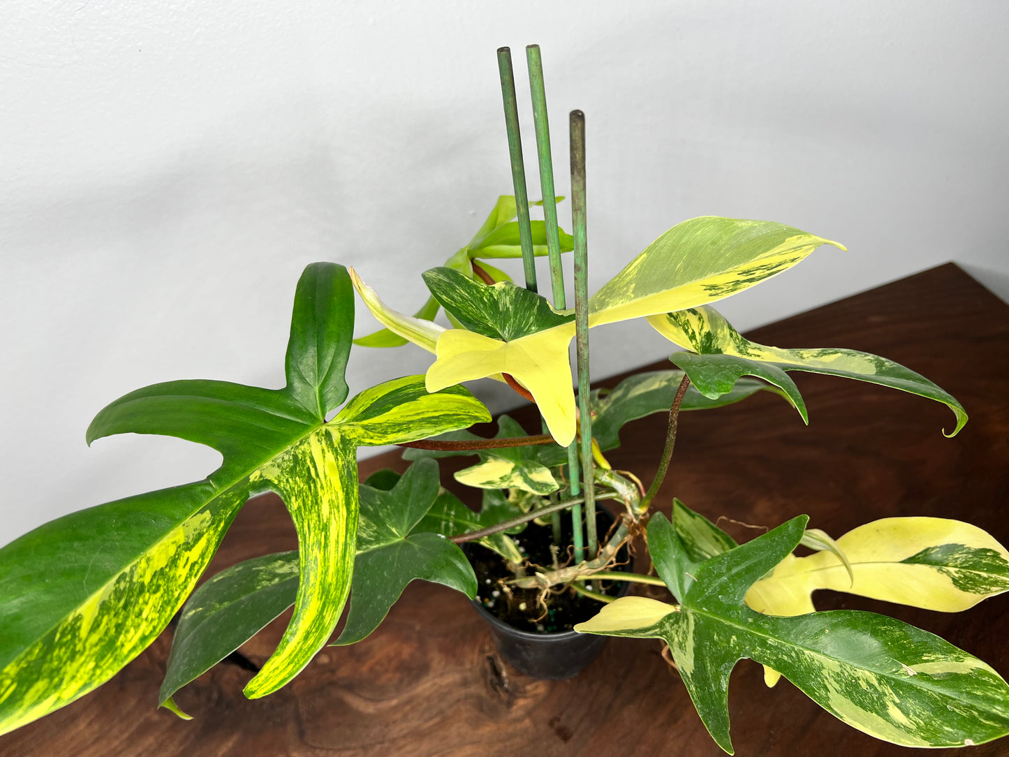 Philodendron Variegated Florida Beauty 6”