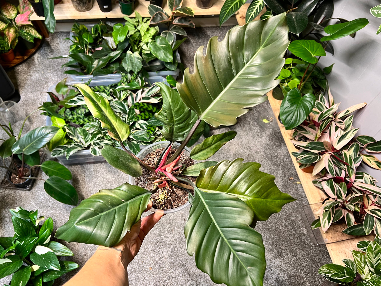 Philodendron Choco Empress