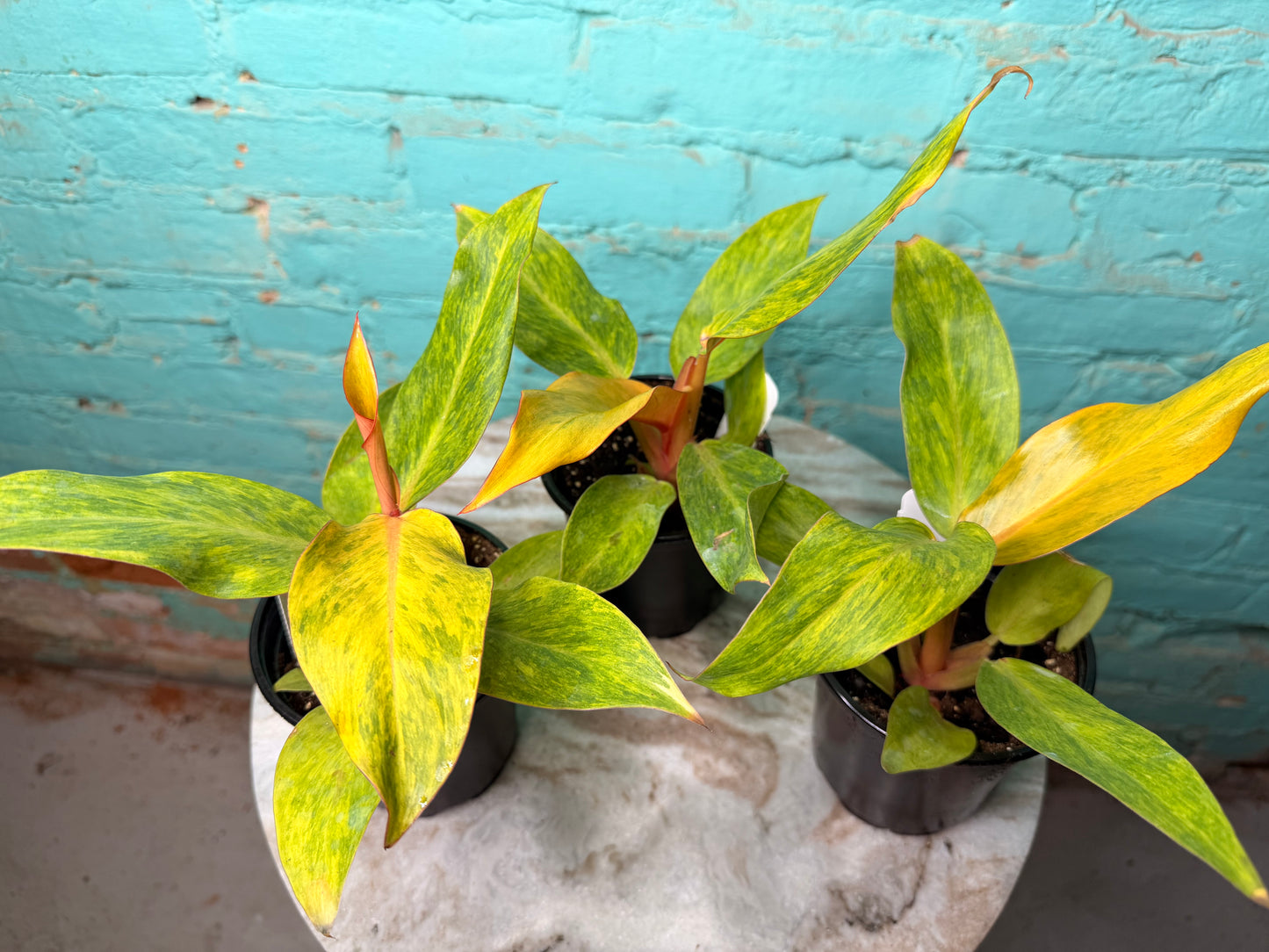 Philodendron Orange Marmalade 4”
