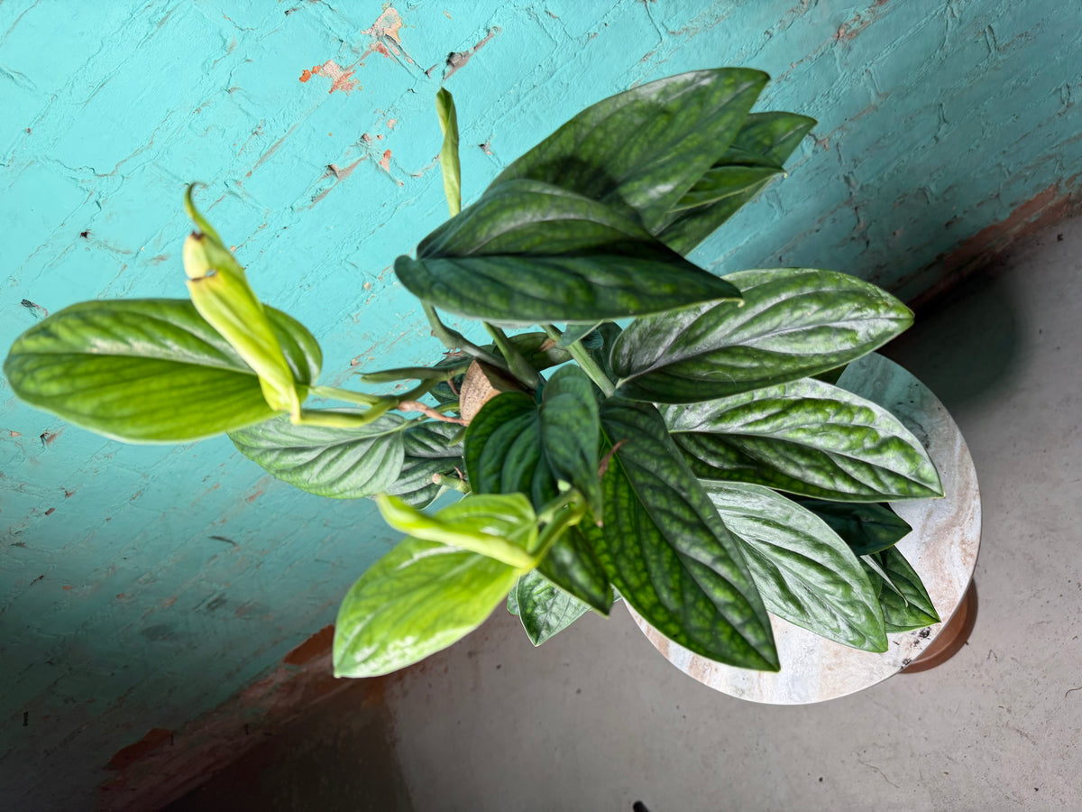 Monstera Peru-Monstera karstenianum 6” Totem