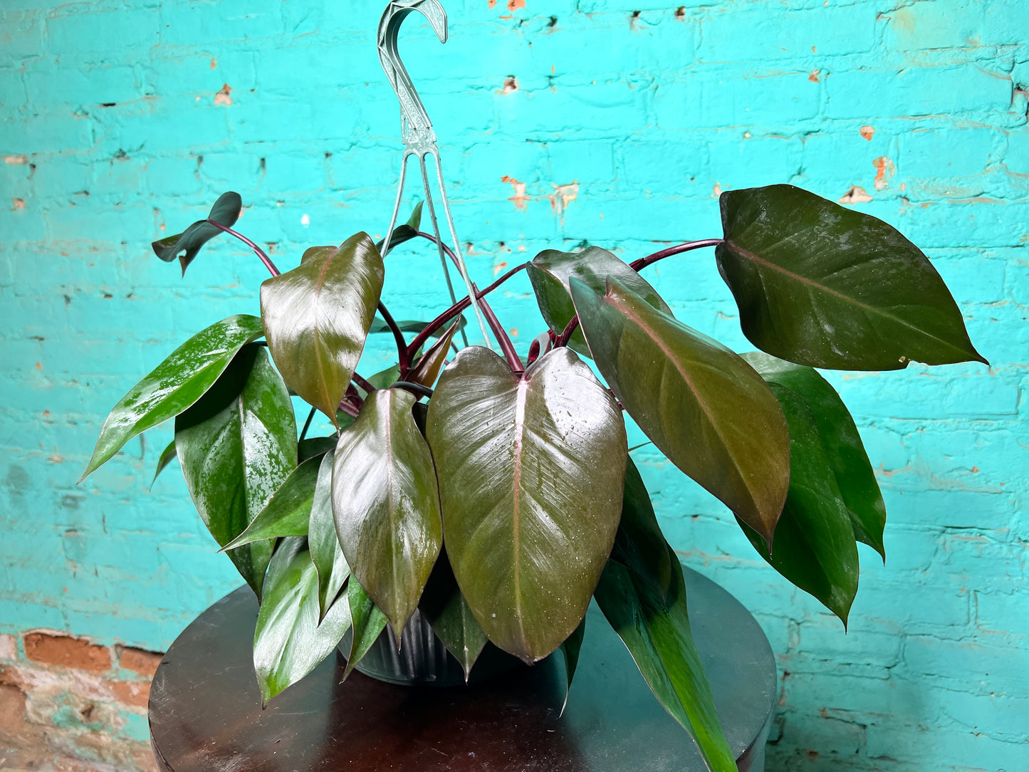 Philodendron Bloody Mary 10” basket