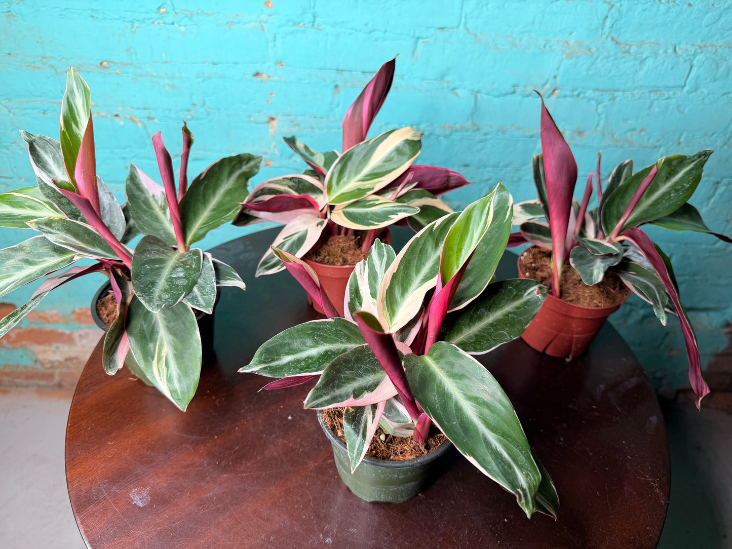 Stromanthe Trio Star 4”