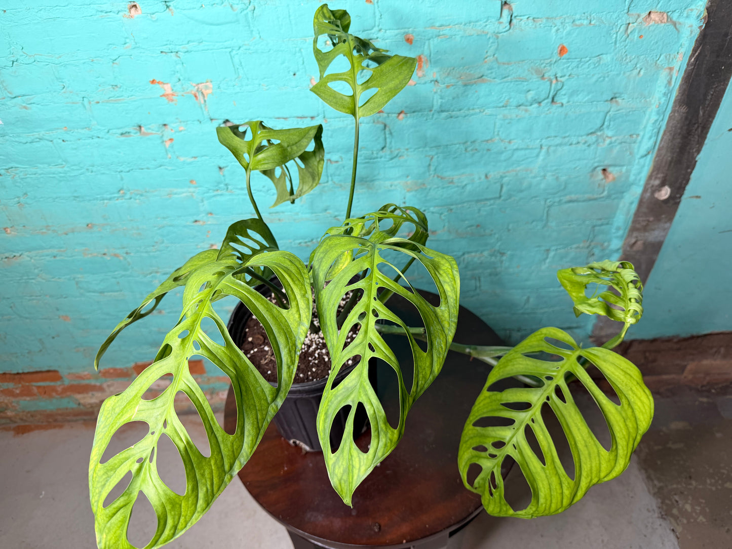 Monstera Esqueleto 10”