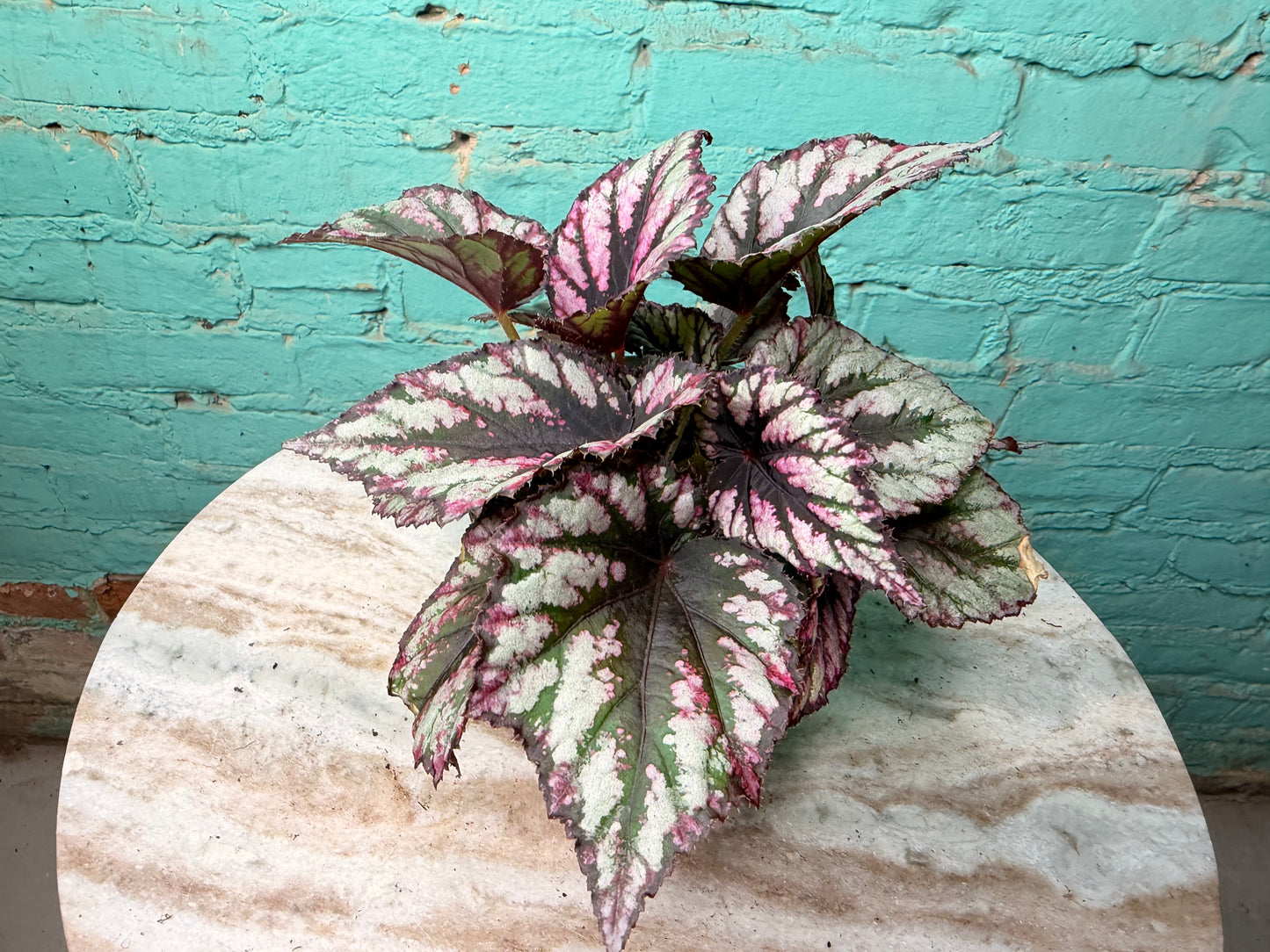 Begonia Rex 4”