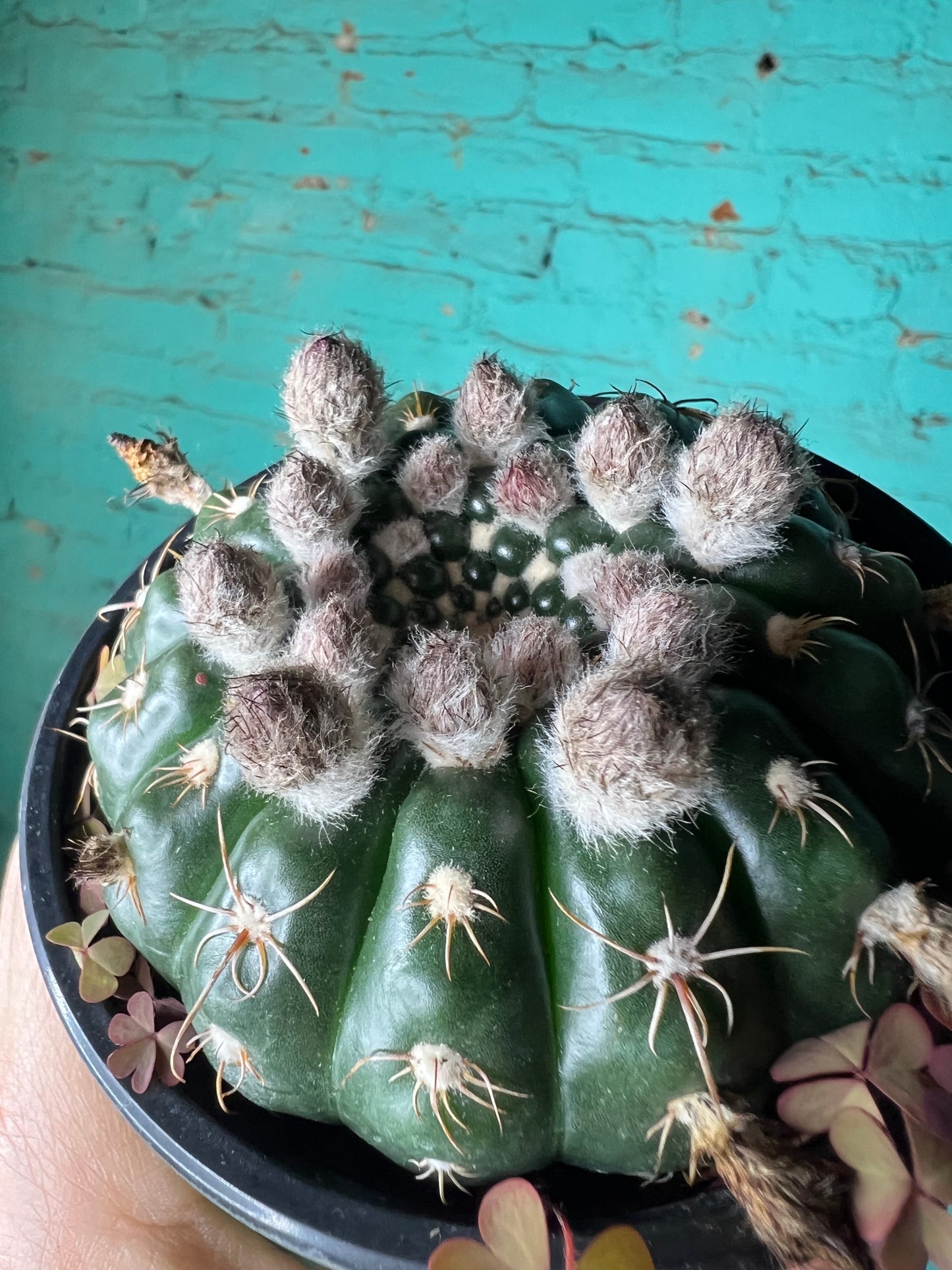 Notocactu ilhelmanian 4”