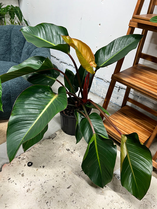 Philodendron Red Congo 10”