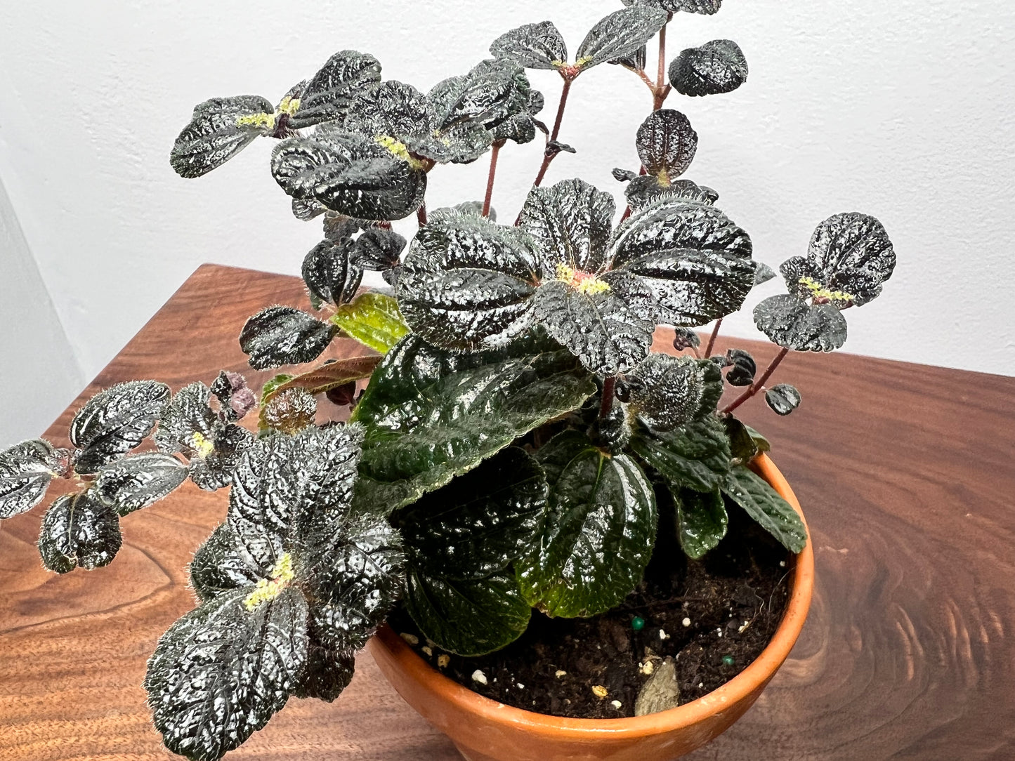 Pilea Chocolate 6” clay pot