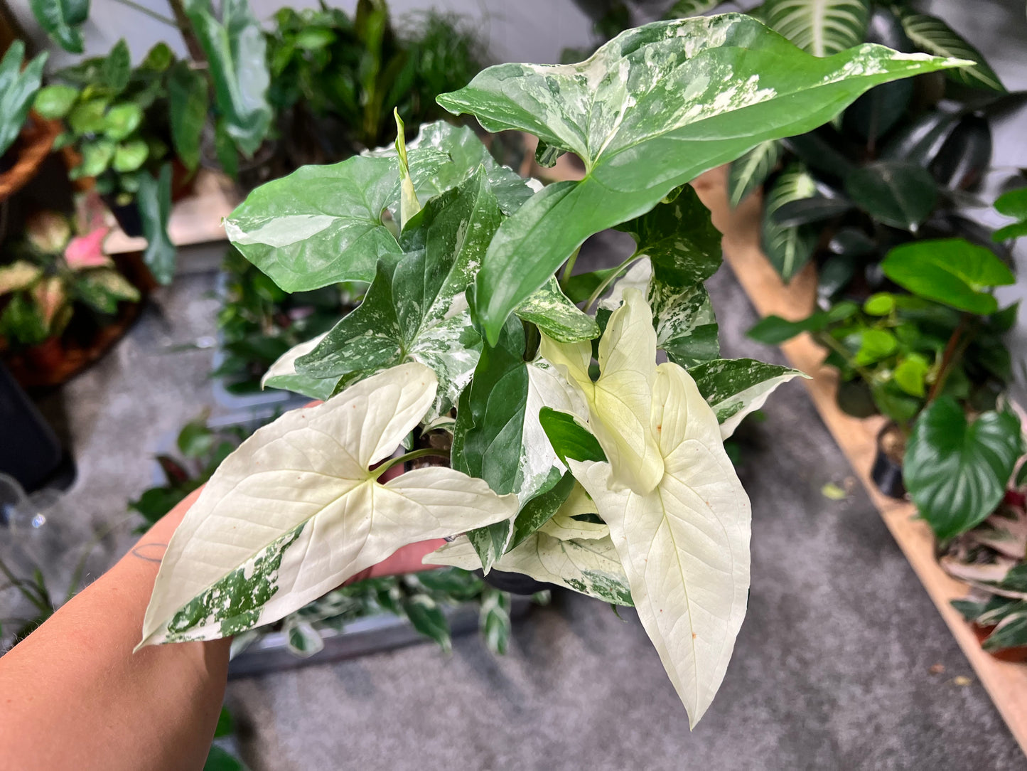 Syngonium Albo- high variegation