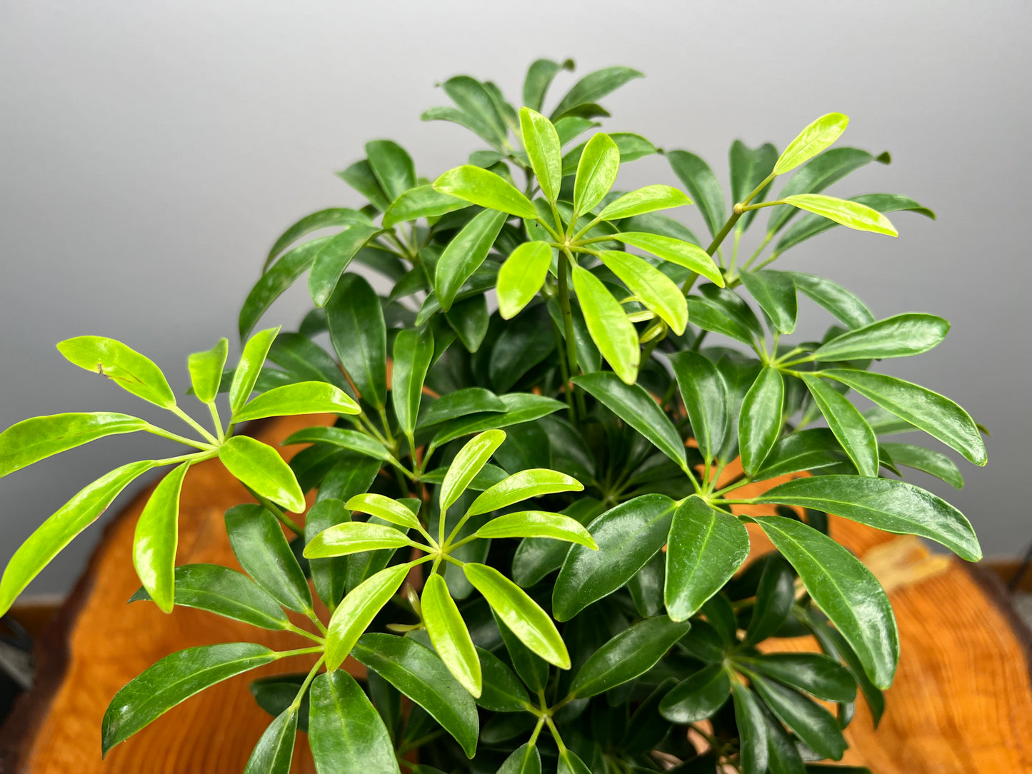 Schefflera (Umbrella plant) 4”