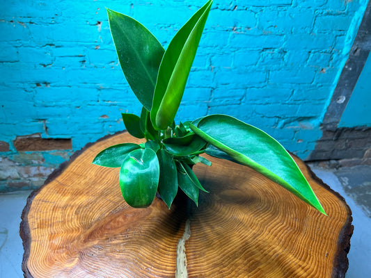 Philodendron Congo Thailand  4”