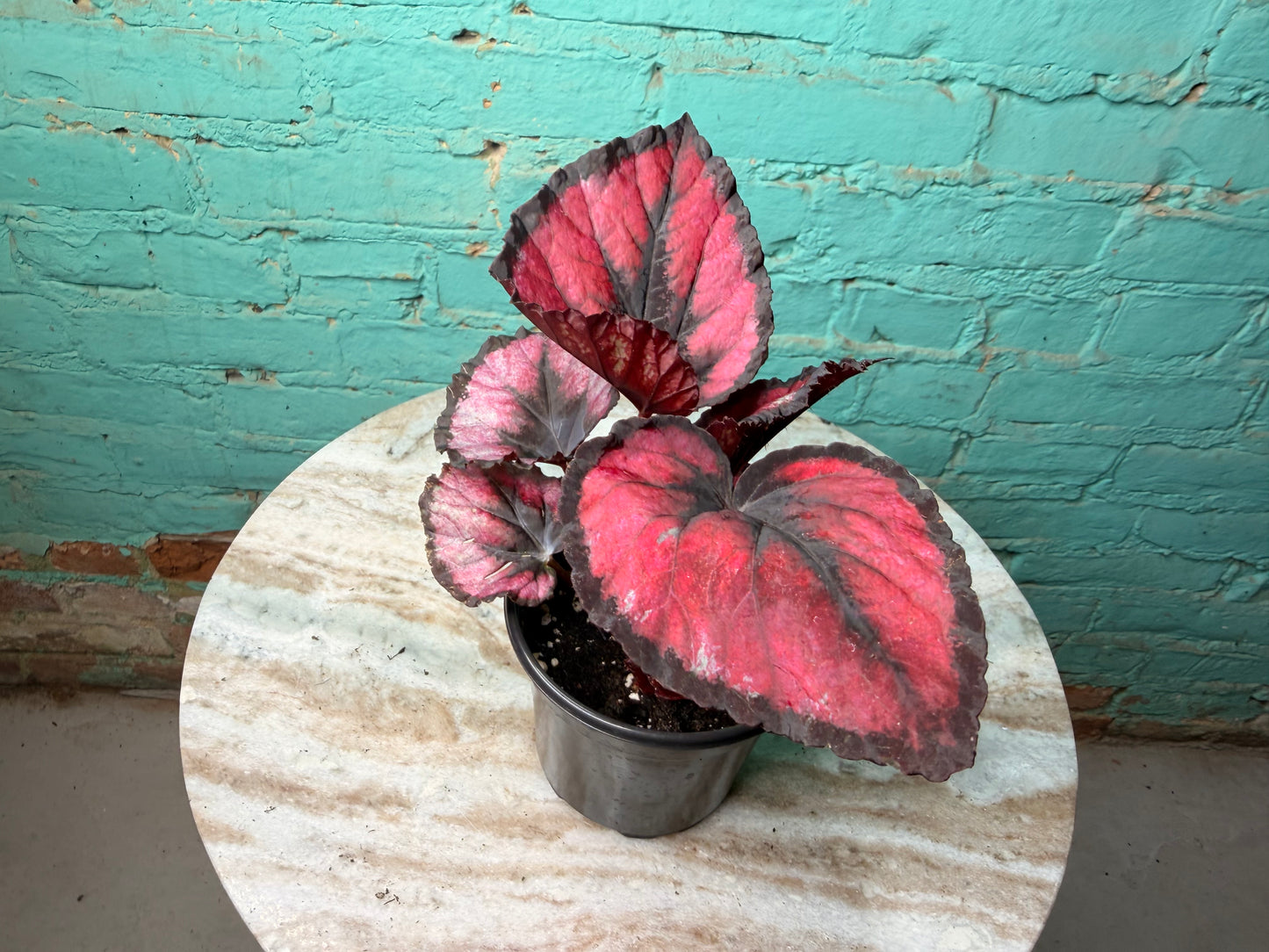 Rex Begonia Red Heart 4”